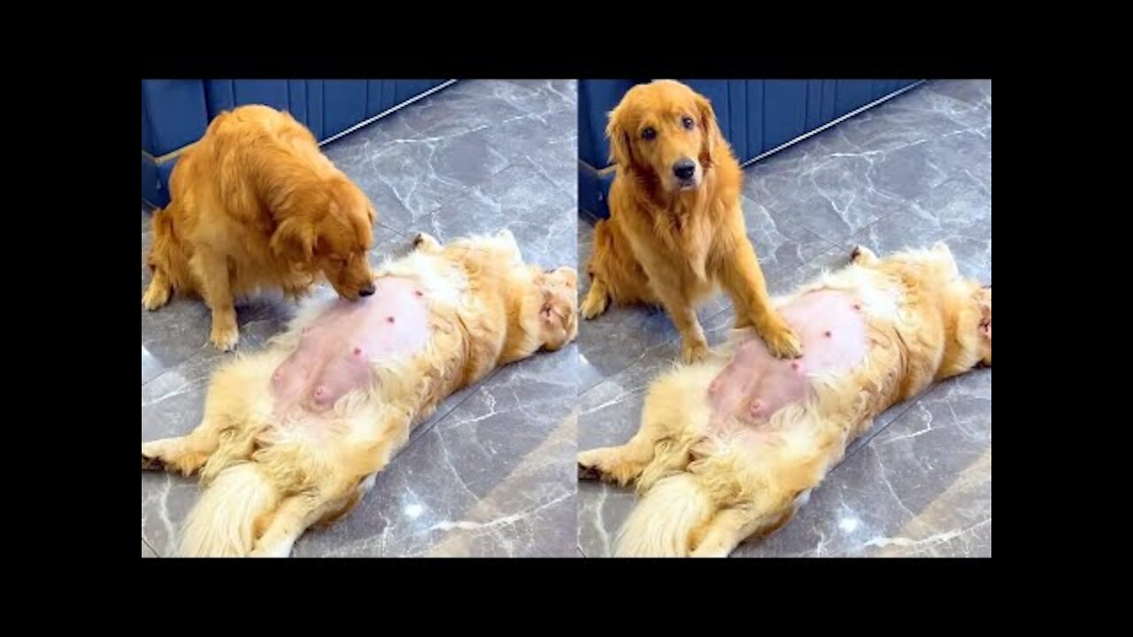 Golden retriever takes care of pregnant wife