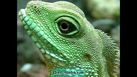 Watch the water dragon lizard