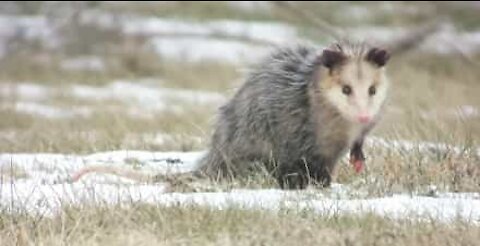 Un Yorkshire intrépide fait fuir un opossum