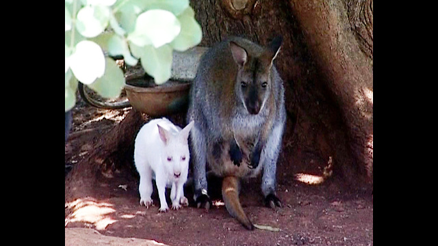 Rare White Baby Wallaby