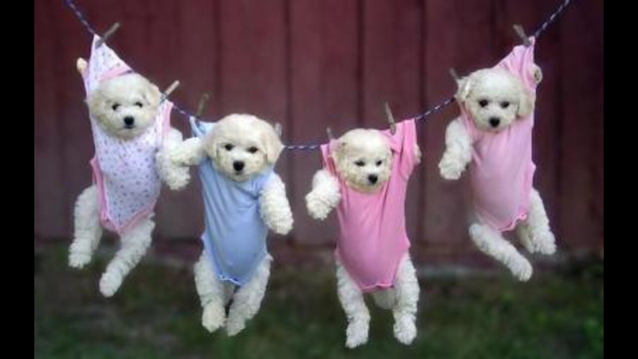 Treating My Dogs Like Babies