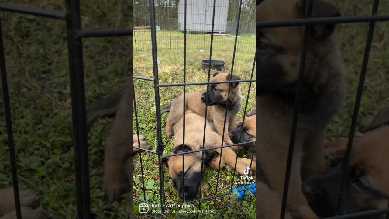 Happy puppies!!! #malinois #malinoispuppy #malinoispuppies