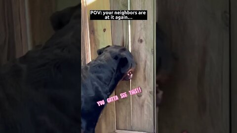 The Nosey Rottweiler
