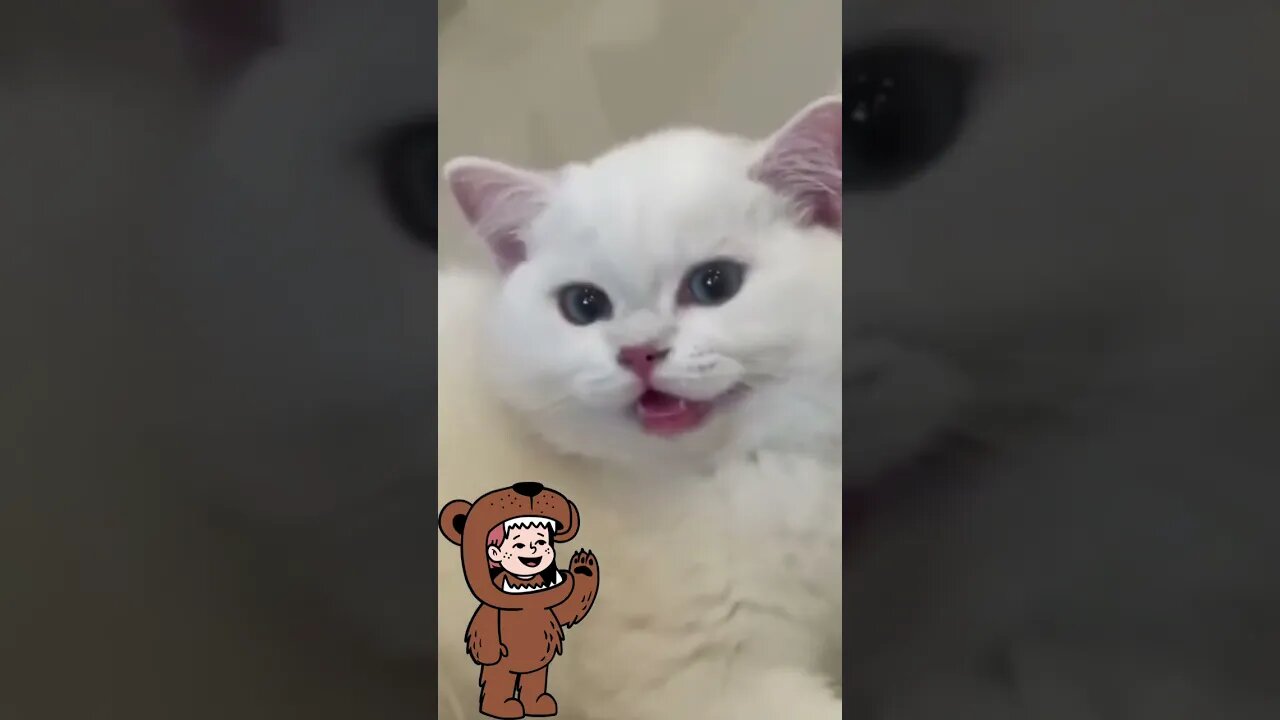 #viral #ytshort #cute cat #youtubeshort #funny