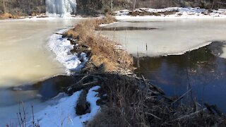 Exploring A Beaver Damn 🪵🦫 In Canada 🇨🇦