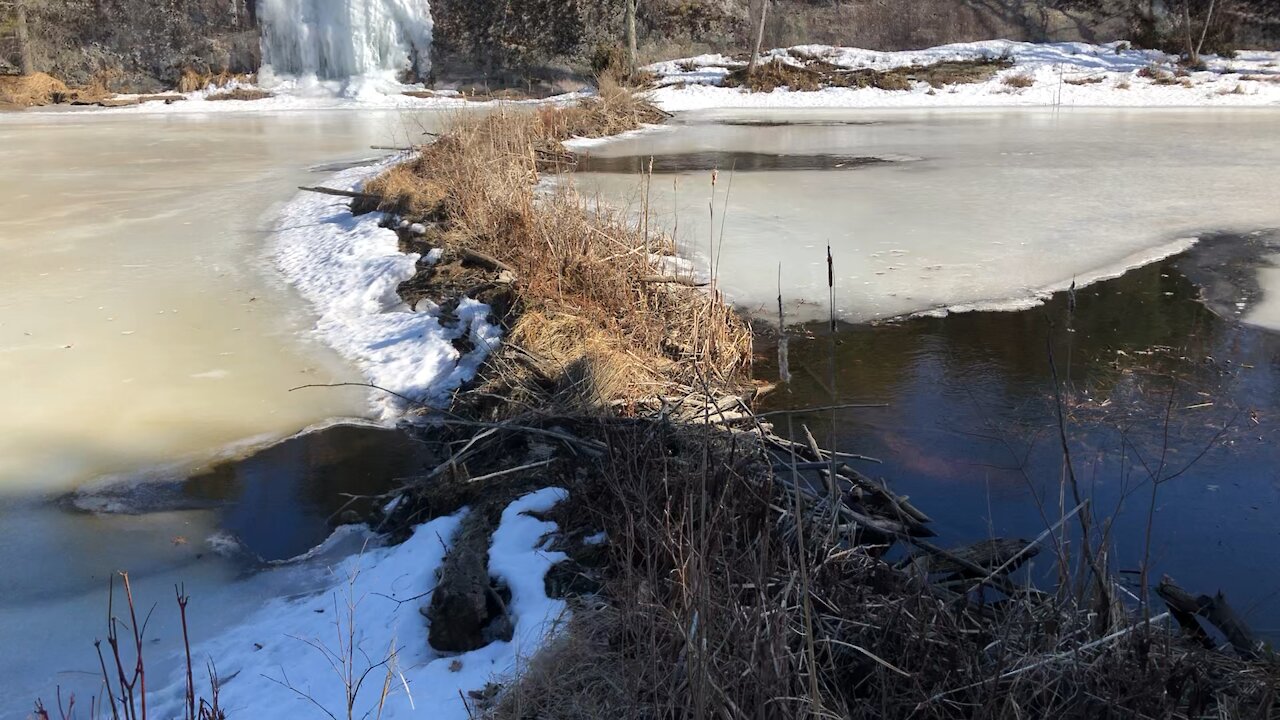 Exploring A Beaver Damn 🪵🦫 In Canada 🇨🇦