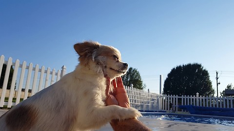 Charlie the Chihuahua loves to be petted