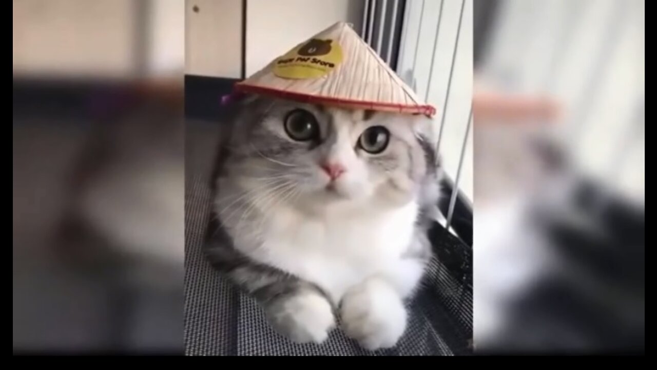 Cute and funny cats - compilation 02