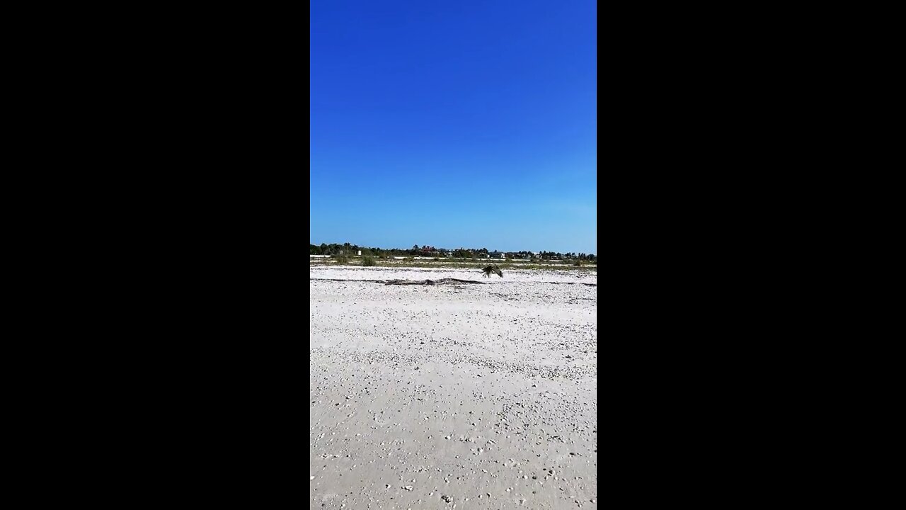 Osprey On Tigertail Beach