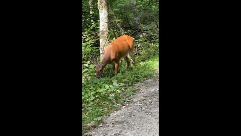 Hiking in NC