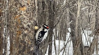 Wood Pecker eating peanuts