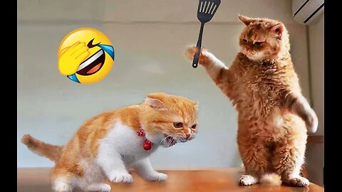 Funniest Animals 2023 😂 New Funny Cats and Dogs Videos 😻🐶 Part 1