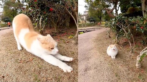 The cat in the park that rolls happily when stroked is too cute