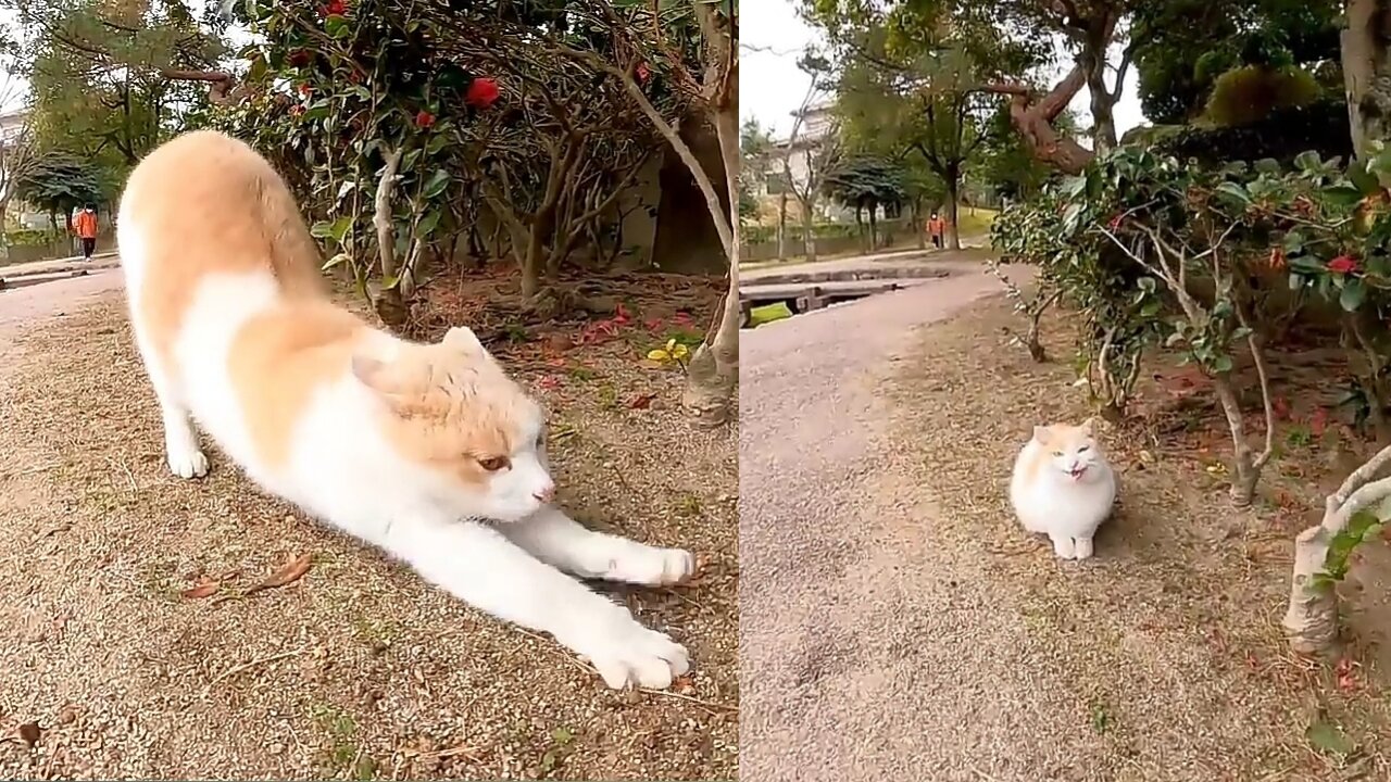 The cat in the park that rolls happily when stroked is too cute