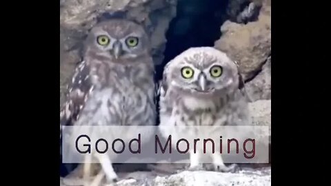 I feel like this owl with every piece of news lately, it’s like... ‘Whaaaaat?!’😂😂😂Good morning