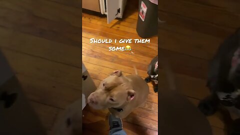 Food driven pitties🤗 #shorts #viral #cute #pitbull