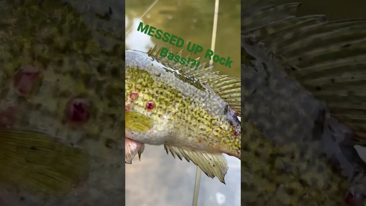 Scarred up Rock Bass! #rockbass #creekfishing #nikko #fishing #bassfishing