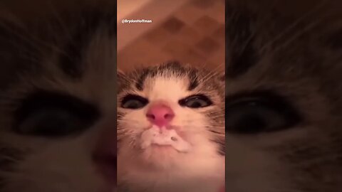 Funny Cat Meme 😂 pt.11 #shorts