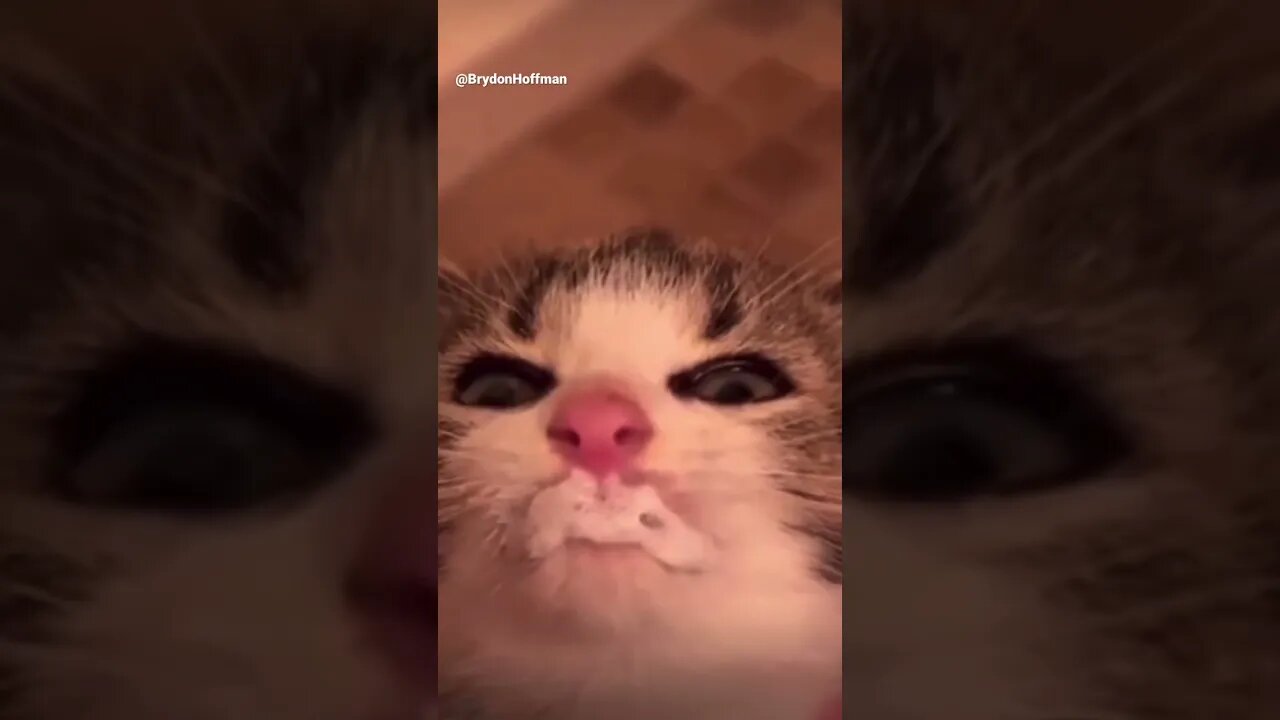 Funny Cat Meme 😂 pt.11 #shorts