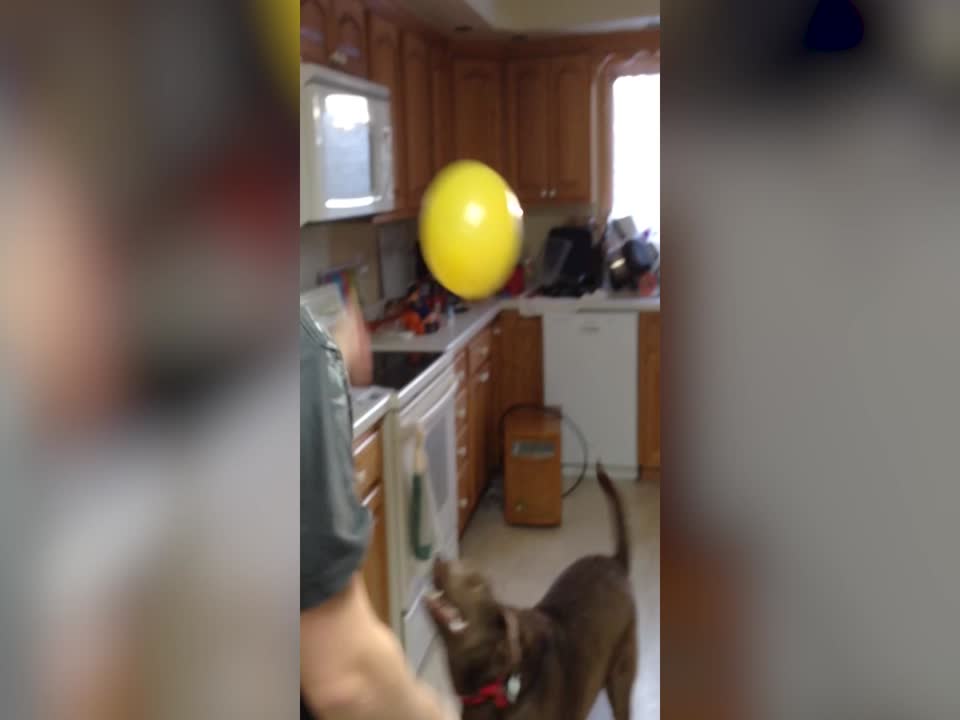 This Dog Loves to Play with Balloons