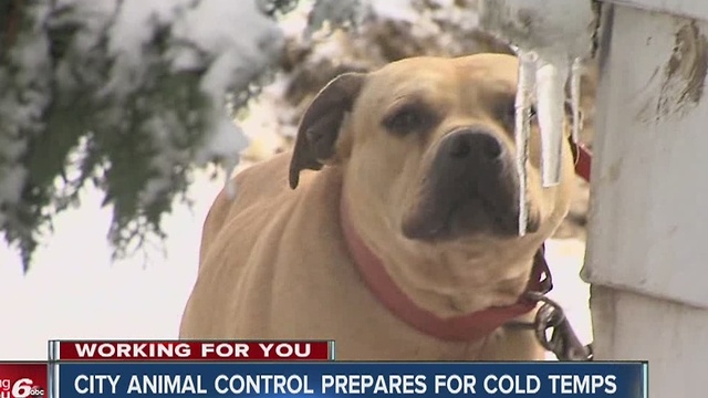 CALL 6: Animal control reminds owners to bring pets in during bitterly cold temps