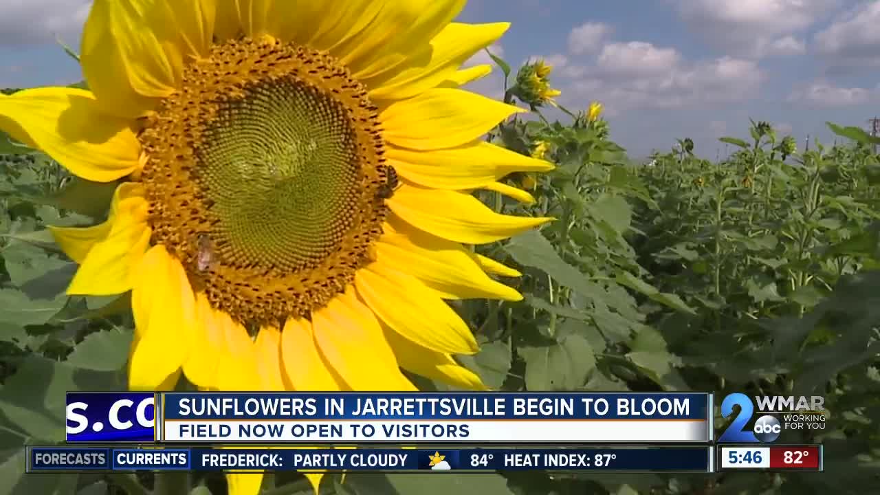 SUNFLOWERS EVERYWHERE: The Big Bloom