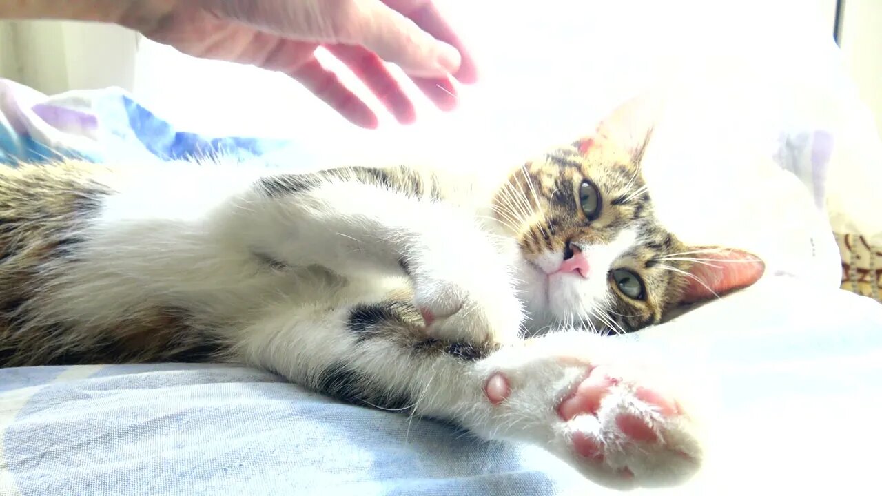 Stop Tickling My Whiskers!