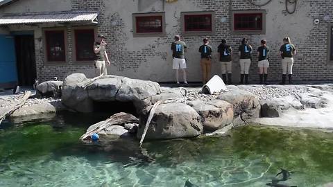Meet Millie! Maryland Zoo named their 1,000th penguin chick