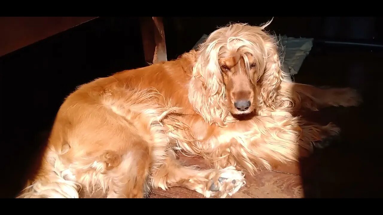 #dogshow , #animals , #dogs , #shorts