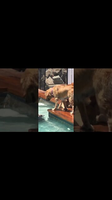 Puppy pool day with his patients and siblings #petsofinstagram #puppy