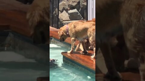 Puppy pool day with his patients and siblings #petsofinstagram #puppy