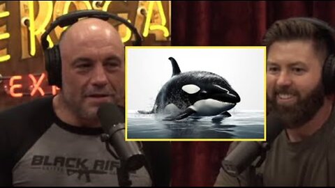 JRE: This Orcas Eats Only Salmon!