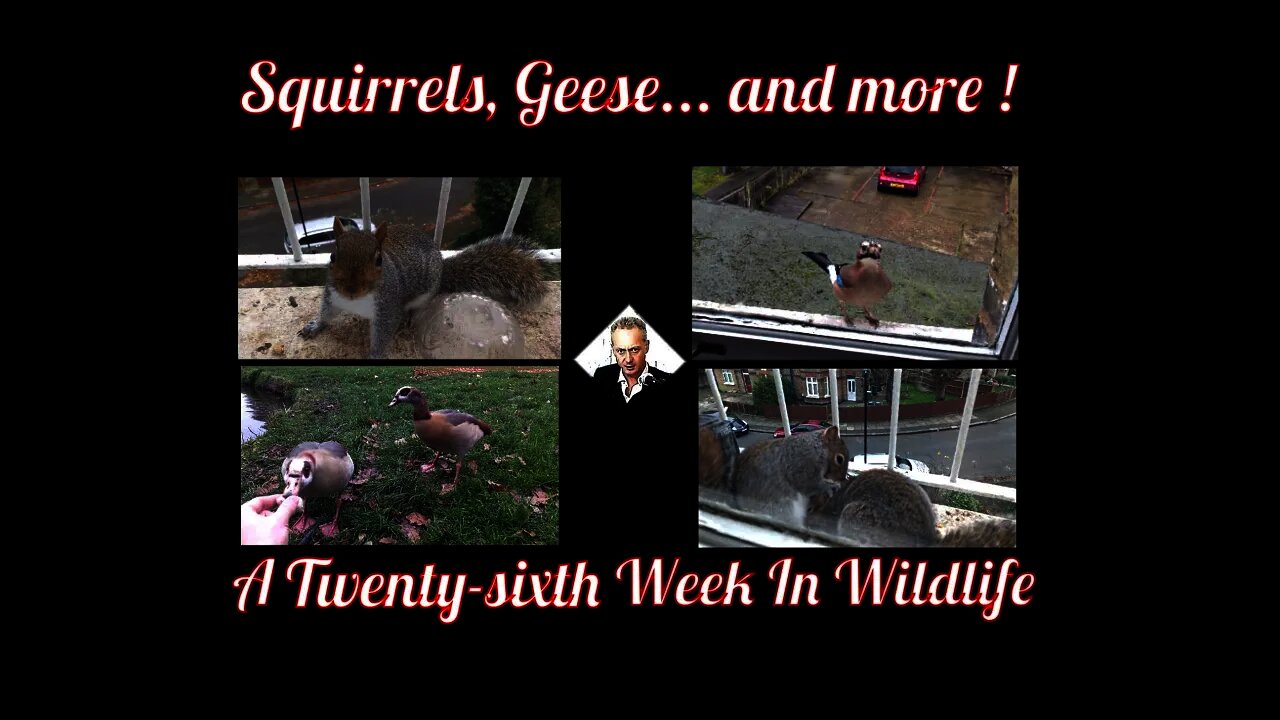 A Twenty-sixth Week In Wildlife - Squirrels, Geese... and more !