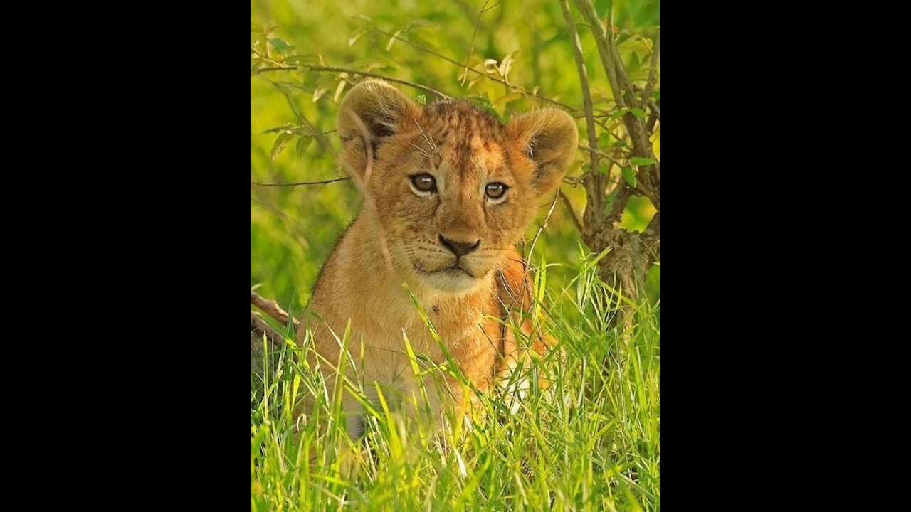 lion cub roar lion cubs roaring baby edizin cutest compilation 2921