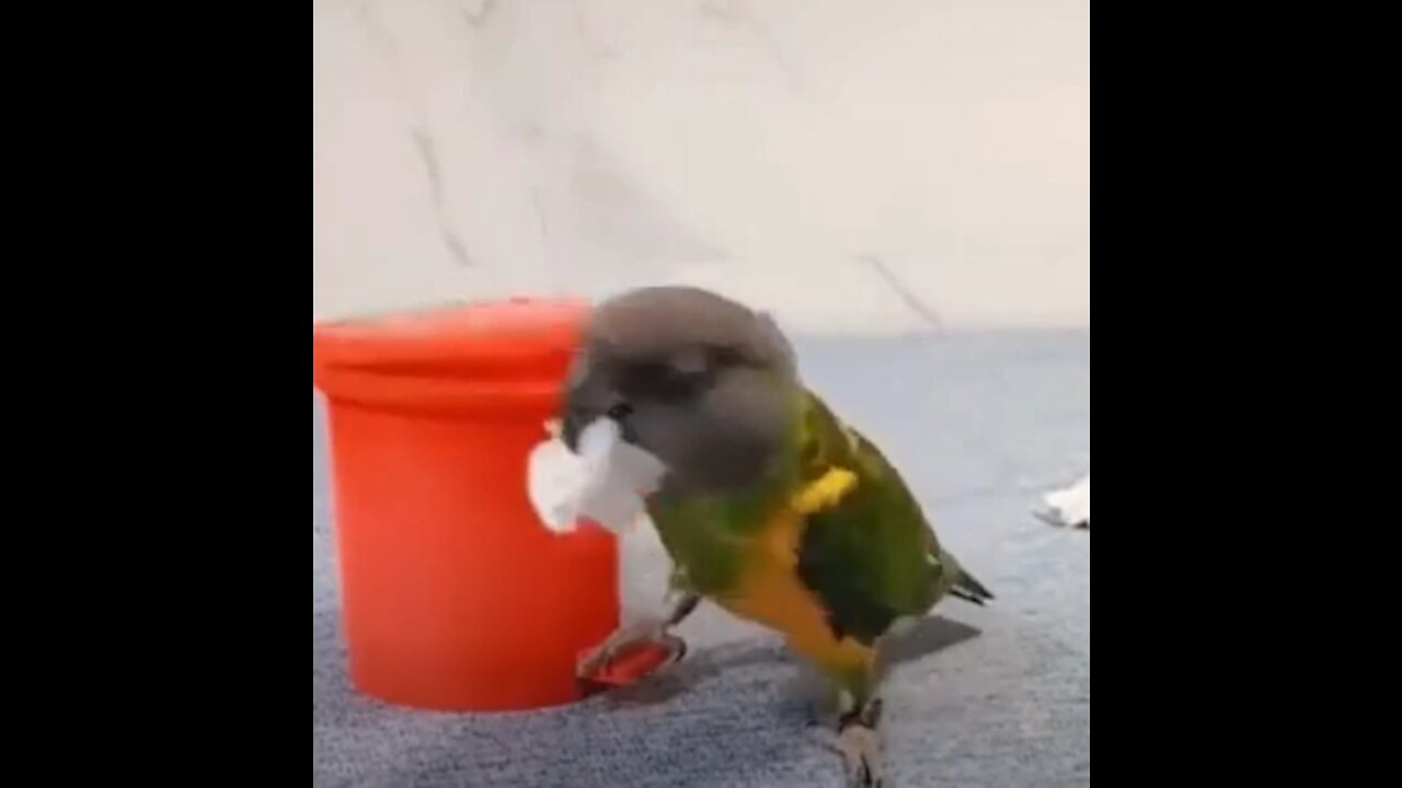 Good Parrot Throw theTrash!!