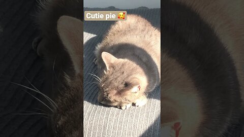 Cute ginger cat - Mr Sid