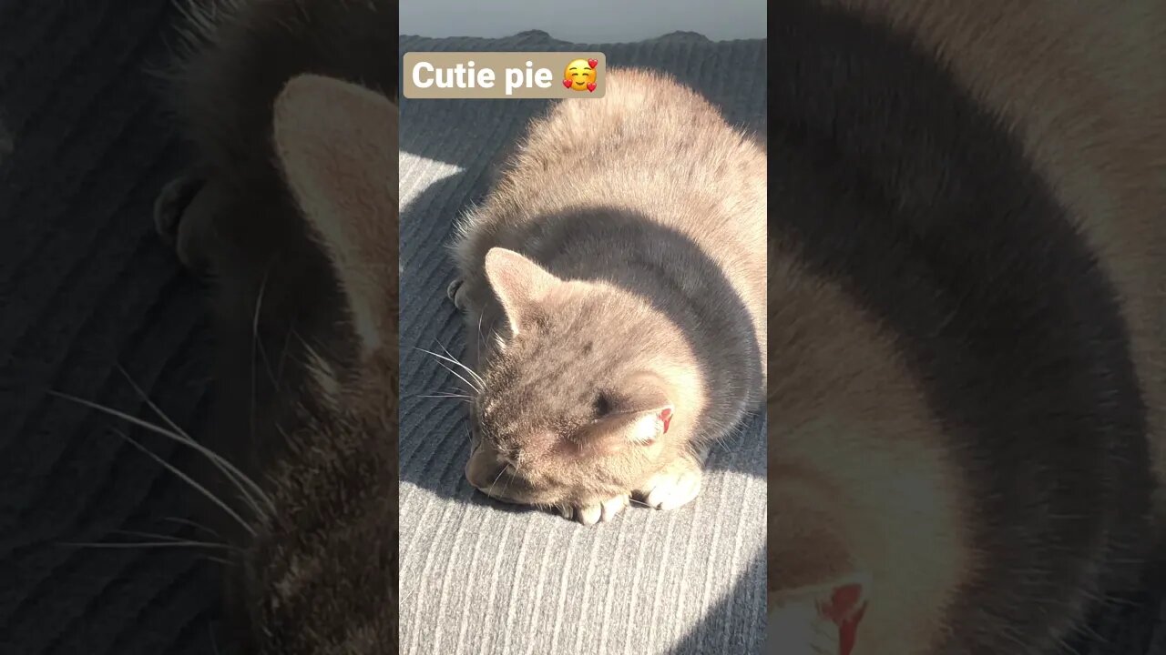 Cute ginger cat - Mr Sid
