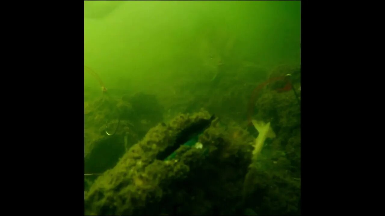 How Long will the Shrimp Last???