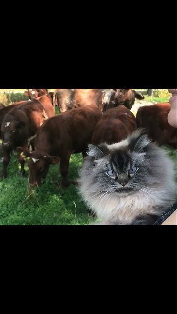 When Grumpy Kitten Reacts Herd Of Cows