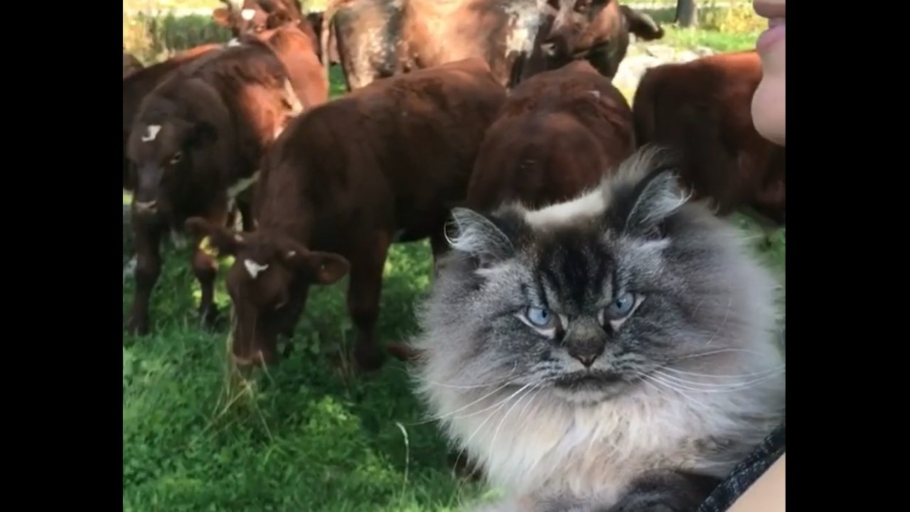 When Grumpy Kitten Reacts Herd Of Cows