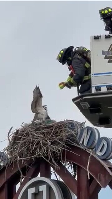 Eagle Fire Department comes to the aid of a struggling osprey