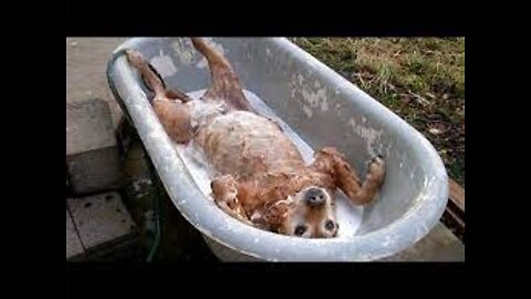 Top Funny Pet Videos - TRY NOT TO LAUGH