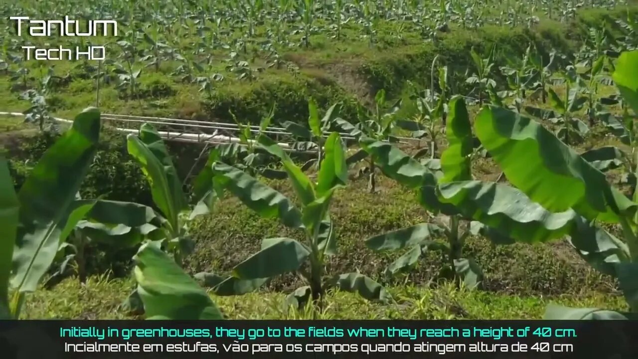 Incrível Processo de Cultivo