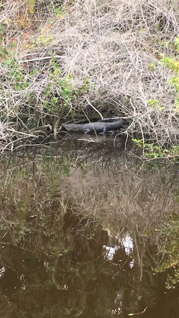 Alligator sunning on the bank