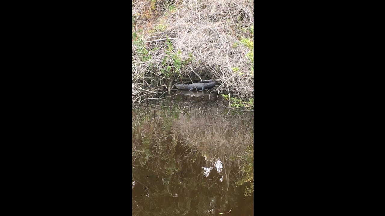 Alligator sunning on the bank