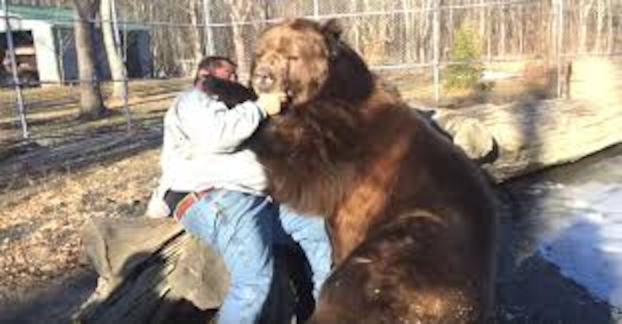 man chased by a Bear on a busy road and a shocking end,very scary footage