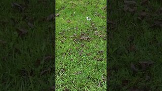 leaves #shorts