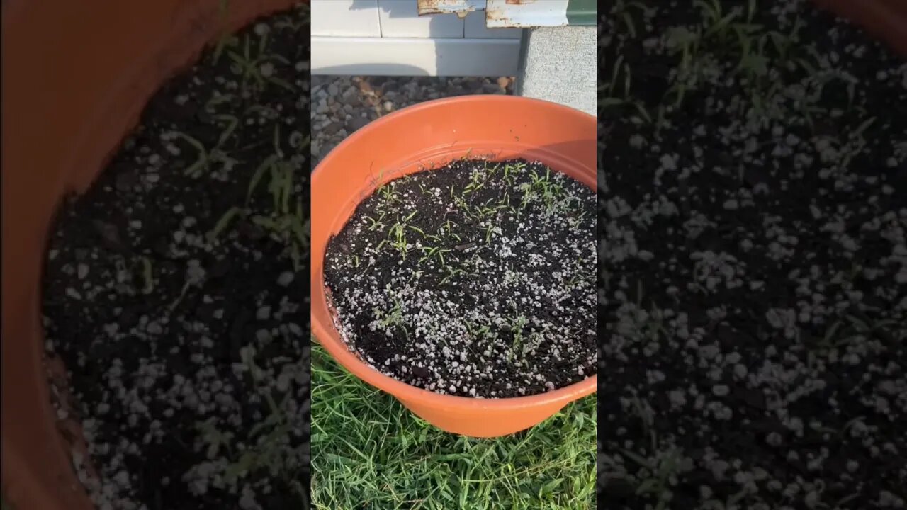 Planting carrot seeds in a container #shorts