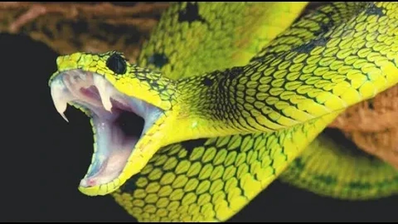 A SEMENTE DA SERPENTE 3