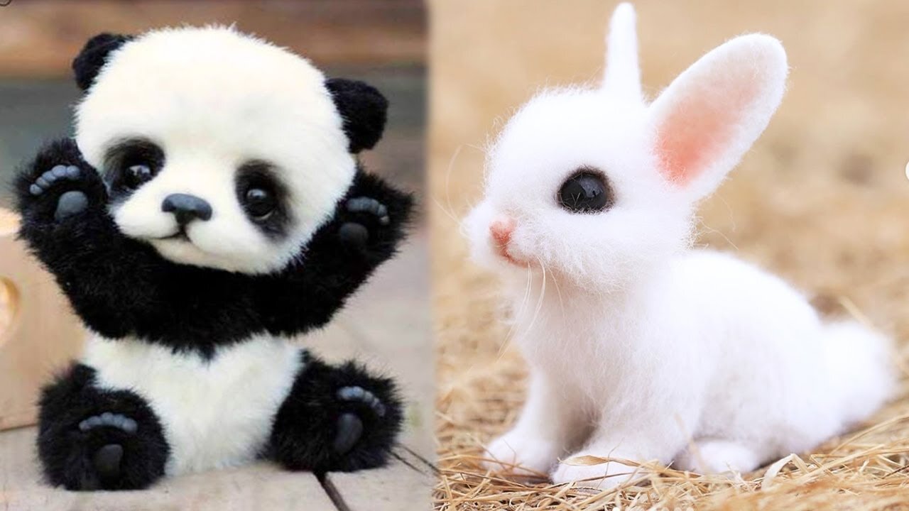 Cute baby animals